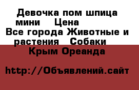 Девочка пом шпица мини  › Цена ­ 30 000 - Все города Животные и растения » Собаки   . Крым,Ореанда